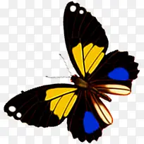 ����ɫ�ߵ������-������