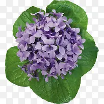 ps花卉素材花卉素材-空若网 ps花卉素材花卉素材-空若网