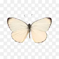 蝴蝶标本-空若网 蝴蝶标本-空若网