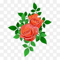 ��Ҷ��ɫʢ���¼�-������