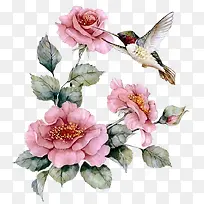手绘月季花和鸟-空若网 手绘月季花和鸟-空若网