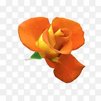 ��ɫʢ��õ����Ϧ���˽�-������