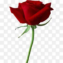 七夕情人节玫瑰花爱-空若网 七夕情人节玫瑰花爱-空若网