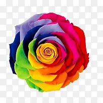 ��ɫõ�廨��Ϧ���˽�-������