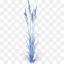 蓝色薰衣草-空若网 蓝色薰衣草-空若网