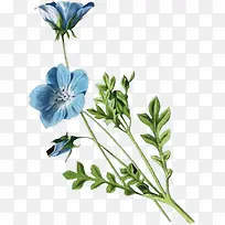 ��ɫ������ɫ��֦-������