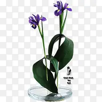 ����������ƿ-������