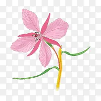 手绘兰花-空若网 手绘兰花-空若网
