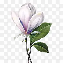 ��ɫ���������ֻ�廭-������