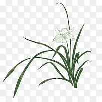 山中的兰花草矢量素材-空若网 山中的兰花草矢量素材-空若网