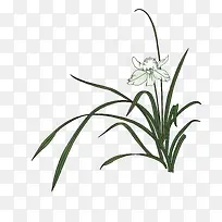 手绘兰花-空若网 手绘兰花-空若网