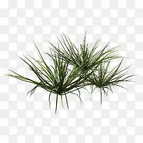 兰花草三簇兰花草-空若网 兰花草三簇兰花草-空若网