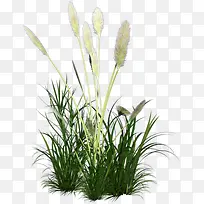 ˮ��������ֲ���ز�-������