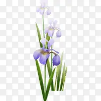 卡通手绘兰花-空若网 卡通手绘兰花-空若网