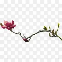 ¹Åµä»¨Ê÷Ö¦-¿ÕÈôÍø ¹Åµä»¨Ê÷Ö¦-¿ÕÈôÍø