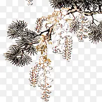 松树枝-空若网 松树枝-空若网