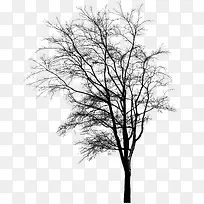 ºÚÉ«¿ÝÌÙÊ÷Ö¦-¿ÕÈôÍø ºÚÉ«¿ÝÌÙÊ÷Ö¦-¿ÕÈôÍø