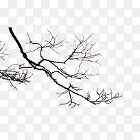 枯树枝-空若网 枯树枝-空若网