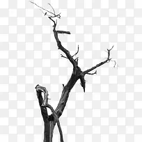 干枯树枝-空若网 干枯树枝-空若网