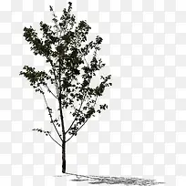 黑色树干树枝医院-空若网 黑色树干树枝医院-空若网