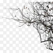 ºÚÉ«¸É¿ÝµÄÊ÷֦װÊÎ-¿ÕÈôÍø ºÚÉ«¸É¿ÝµÄÊ÷֦װÊÎ-¿ÕÈôÍø