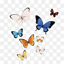 昆虫-空若网 昆虫-空若网