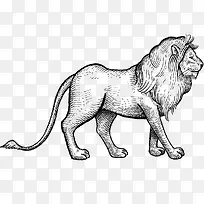 手绘狮子-空若网 手绘狮子-空若网