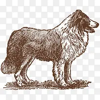 手绘狮子-空若网 手绘狮子-空若网