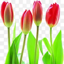 教师节红色花朵促销-空若网 教师节红色花朵促销-空若网