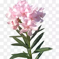 水彩画-粉红花-空若网 水彩画-粉红花-空若网