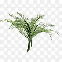 长树枝树木-空若网 长树枝树木-空若网