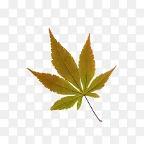 手绘枫叶-空若网 手绘枫叶-空若网