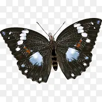 手绘蝴蝶-空若网 手绘蝴蝶-空若网