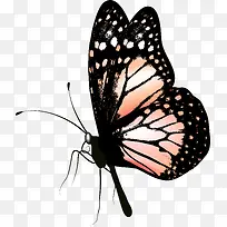 手绘蝴蝶-空若网 手绘蝴蝶-空若网