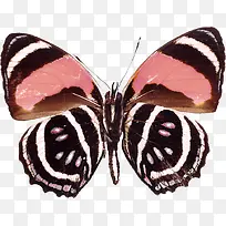 手绘花蝴蝶-空若网 手绘花蝴蝶-空若网