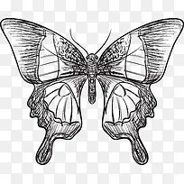 手绘蝴蝶设计-空若网 手绘蝴蝶设计-空若网