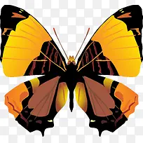 手绘蝴蝶-空若网 手绘蝴蝶-空若网