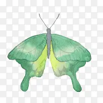 绿色蝴蝶-空若网 绿色蝴蝶-空若网