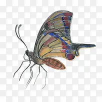 手绘昆虫-空若网 手绘昆虫-空若网