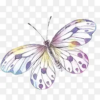 蝴蝶-空若网 蝴蝶-空若网