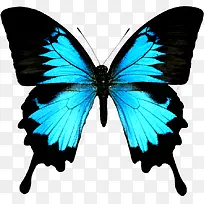 卡通蝴蝶-空若网 卡通蝴蝶-空若网