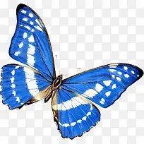 蓝色蝴蝶-空若网 蓝色蝴蝶-空若网