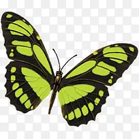 高清手绘摄影活动海报蝴蝶-空若网 高清手绘摄影活动海报蝴蝶-空若网