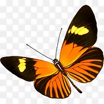 黄色创意手绘蝴蝶-空若网 黄色创意手绘蝴蝶-空若网