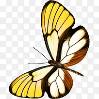 手绘黄色蝴蝶插画-空若网 手绘黄色蝴蝶插画-空若网