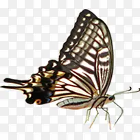 �ɰ������ֻ����-������