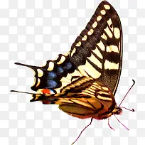 手绘精美蝴蝶创意-空若网 手绘精美蝴蝶创意-空若网