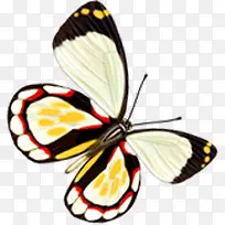 时尚春天手绘蝴蝶-空若网 时尚春天手绘蝴蝶-空若网