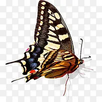 时尚手绘蝴蝶美景-空若网 时尚手绘蝴蝶美景-空若网