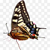 手绘可爱蝴蝶美景-空若网 手绘可爱蝴蝶美景-空若网